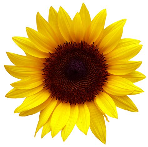 sunflower clip art